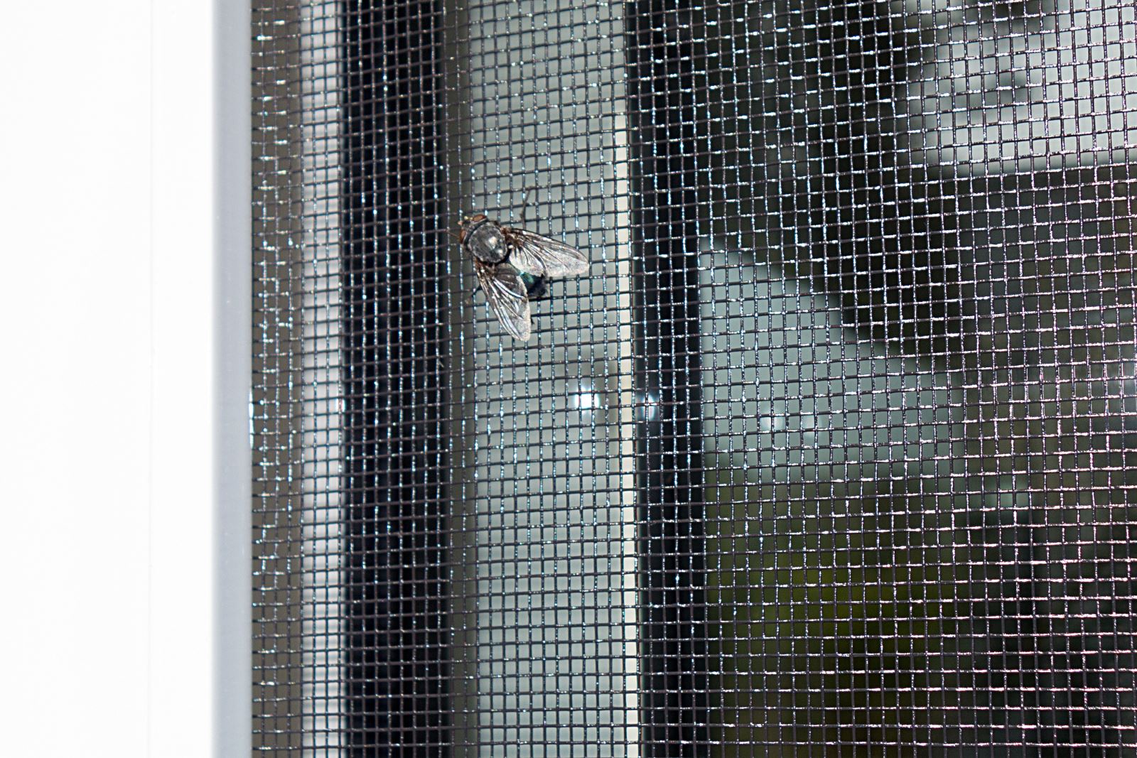 Insektenschutz Welche Farbe ist für das Gewebe eines Fliegengitters am besten geeignet?